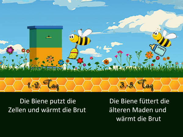 Das Leben der Honigbiene (die Arbeiterinnen)