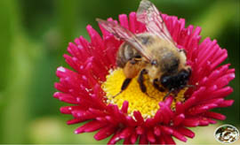 Unsere Bienen im Einsatz Gänseblümchen