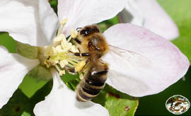 Unsere Bienen im Einsatz Apfelblüte
