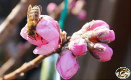 Unsere Bienen im Einsatz Pfirsichblüte