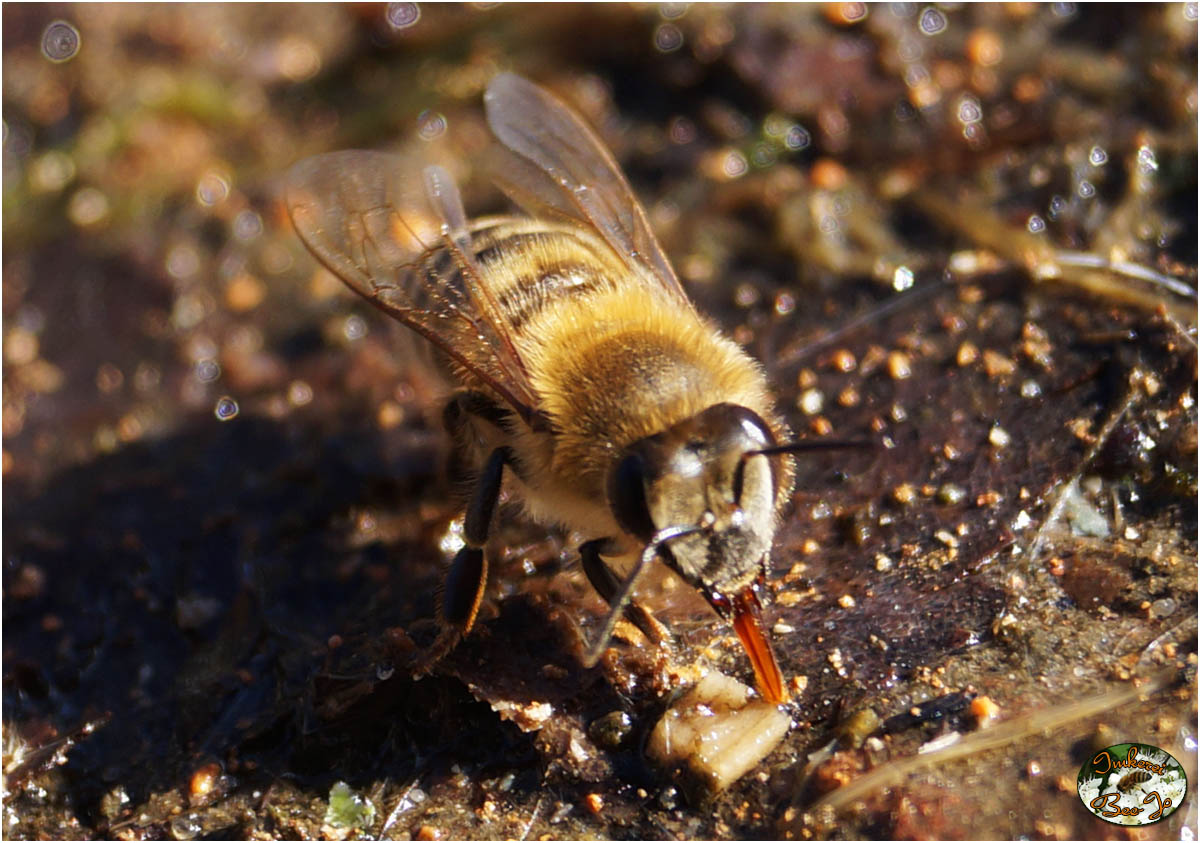 Biene Wasser tanken
