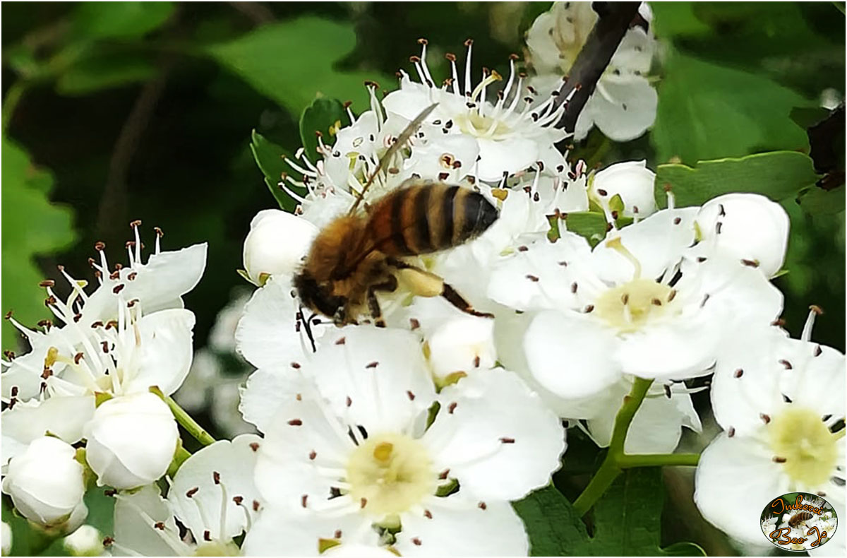 Weite Wiesen am Waldesrand