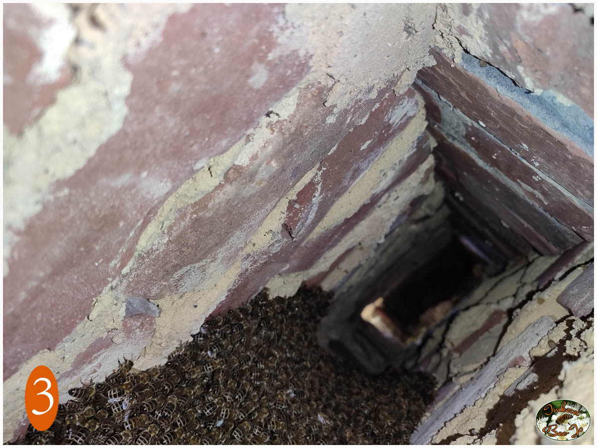 Das Nest im Mauerwerk Das Nest im Mauerwerk