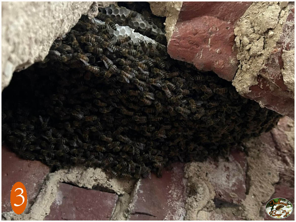Das Nest im Mauerwerk Das Nest im Mauerwerk