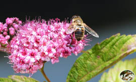 Schwebfliege  - "Fliege im Tarnanzug"