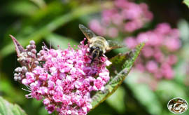 Schwebfliege  - "Fliege im Tarnanzug"