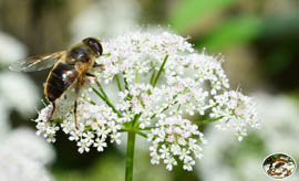 Schwebfliege  - "Fliege im Tarnanzug"