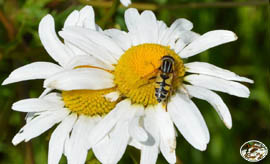 Schwebfliege  - "Fliege im Tarnanzug"