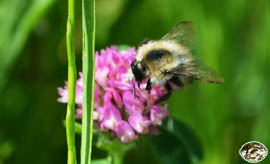 Hummel auf Klee