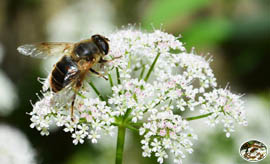 Schwebfliege  - "Fliege im Tarnanzug"