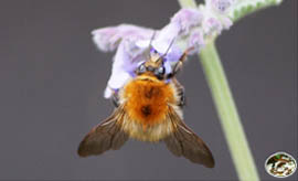 Hummel auf  Katzenminze