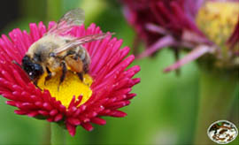 Unsere Bienen im Einsatz Gänseblümchen