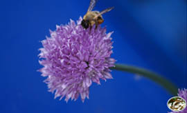 Unsere Bienen im Schnittlauch