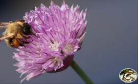 Unsere Bienen im Schnittlauch