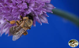 Unsere Bienen im Schnittlauch