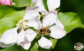 Unsere Bienen im Einsatz, Apfelblüte