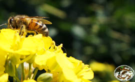 Unsere Bienen im Einsatz Raps