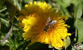 Unsere Bienen im Einsatz  Löwenzahn