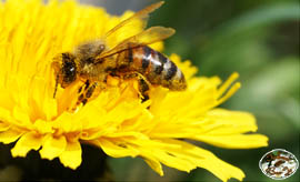 Unsere Bienen im Einsatz  Löwenzahn