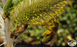 Unsere Bienen im Einsatz Weide