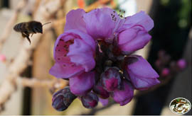 Unsere Bienen im Einsatz Pfirsichblüte