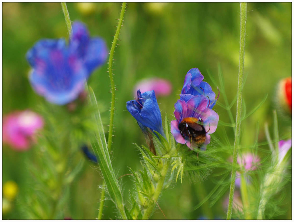 Bienen- / Insektenparadies